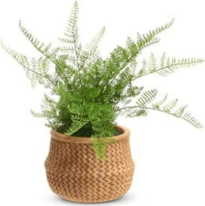 15" Potted Fern in Basket